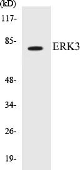 ERK3 Colorimetric Cell-Based ELISA Kit
