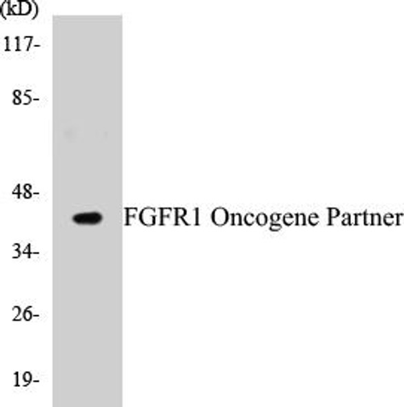 FGFR1 Oncogene Partner Colorimetric Cell-Based ELISA Kit