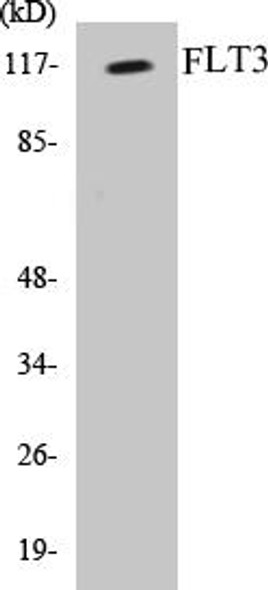 FLT3 Colorimetric Cell-Based ELISA Kit