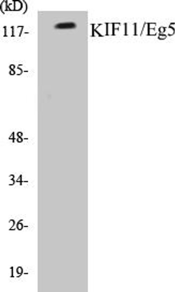 KIF11/Eg5 Colorimetric Cell-Based ELISA Kit