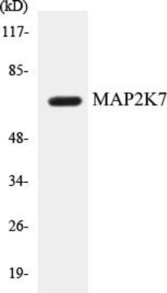 MAP2K7 Colorimetric Cell-Based ELISA Kit