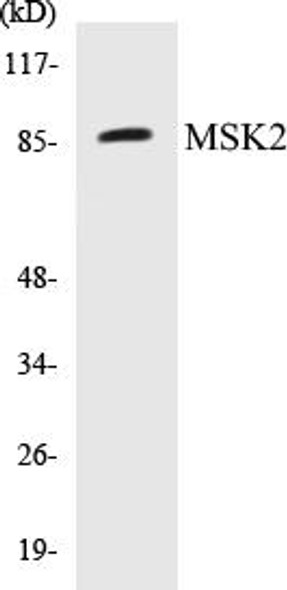 MSK2 Colorimetric Cell-Based ELISA Kit