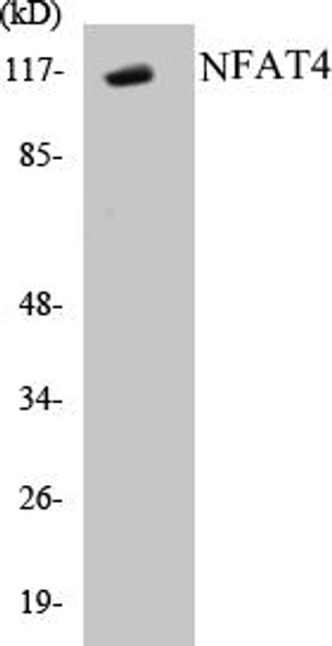 NFAT4 Colorimetric Cell-Based ELISA Kit