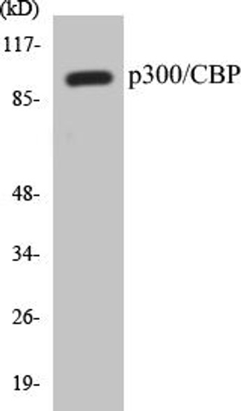 p300/CBP Colorimetric Cell-Based ELISA Kit