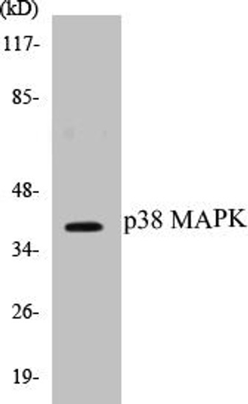 p38 MAPK Colorimetric Cell-Based ELISA Kit