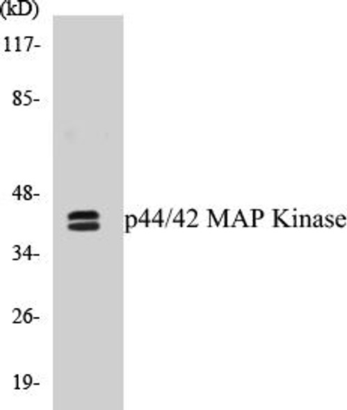 p44/42 MAP Kinase Colorimetric Cell-Based ELISA Kit