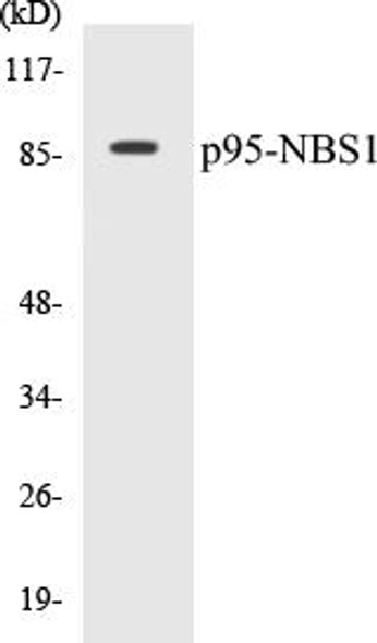 p95-NBS1 Colorimetric Cell-Based ELISA Kit