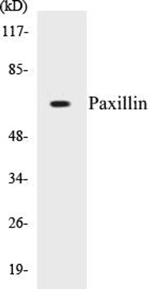 Paxillin Colorimetric Cell-Based ELISA Kit