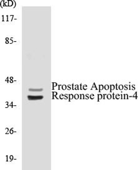 Prostate Apoptosis Response protein-4 Colorimetric Cell-Based ELISA Kit