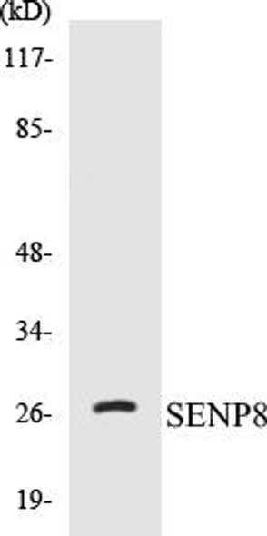 SENP8 Colorimetric Cell-Based ELISA Kit