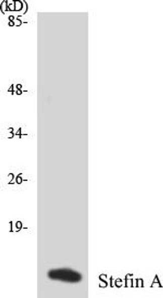 Stefin A Colorimetric Cell-Based ELISA Kit