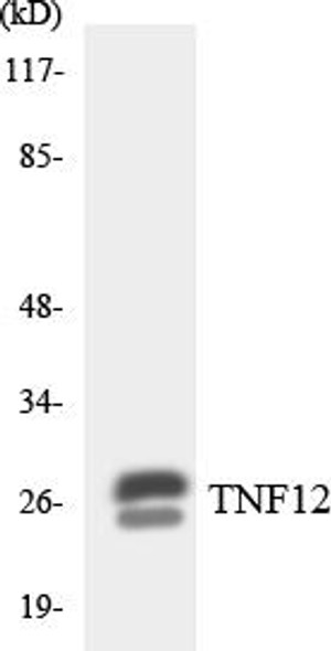 TNF12 Colorimetric Cell-Based ELISA