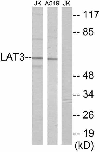 LAT3 Colorimetric Cell-Based ELISA