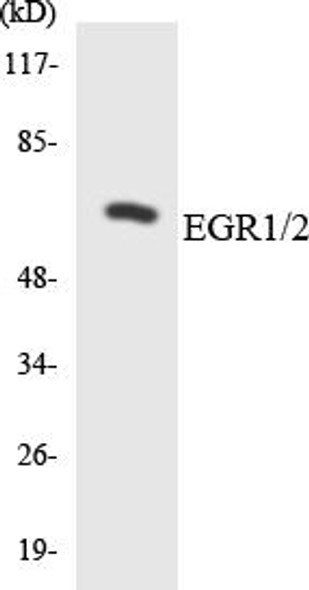 EGR1/2 Colorimetric Cell-Based ELISA