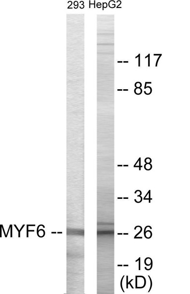 MYF6 Colorimetric Cell-Based ELISA