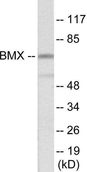 BMX Colorimetric Cell-Based ELISA