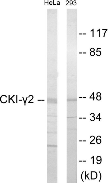 CKI-gamma2 Colorimetric Cell-Based ELISA