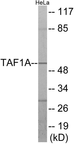 TAF1A Colorimetric Cell-Based ELISA