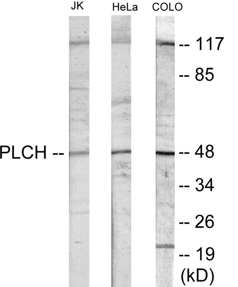 PLCH Colorimetric Cell-Based ELISA