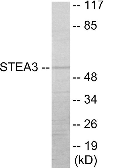 STEA3 Colorimetric Cell-Based ELISA