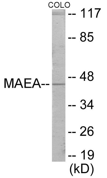 MAEA Colorimetric Cell-Based ELISA