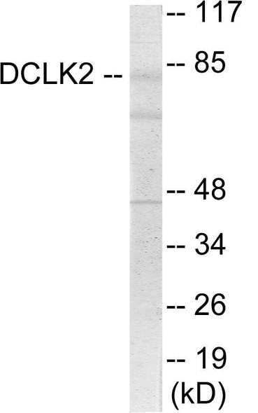 DCLK2 Colorimetric Cell-Based ELISA