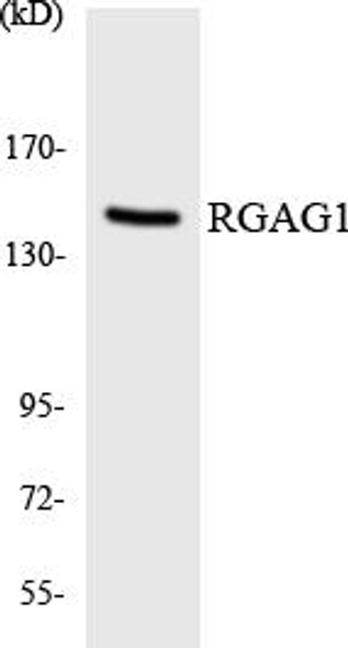 RGAG1 Colorimetric Cell-Based ELISA
