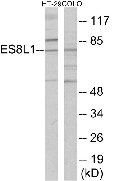 ES8L1 Colorimetric Cell-Based ELISA