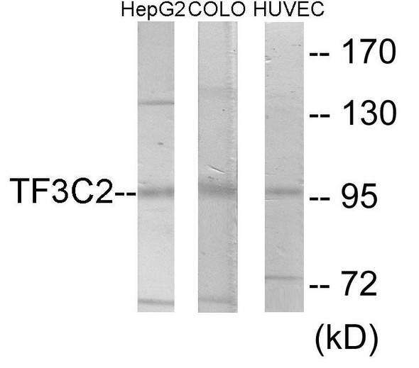 TF3C2 Colorimetric Cell-Based ELISA