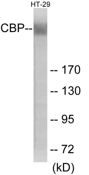 CBP Colorimetric Cell-Based ELISA