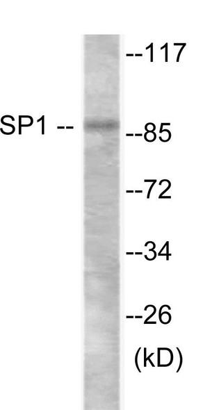 SP1 In-Cell ELISA