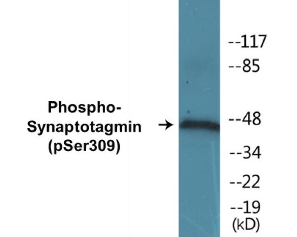 Synaptotagmin (Phospho-Ser309) Colorimetric Cell-Based ELISA Kit