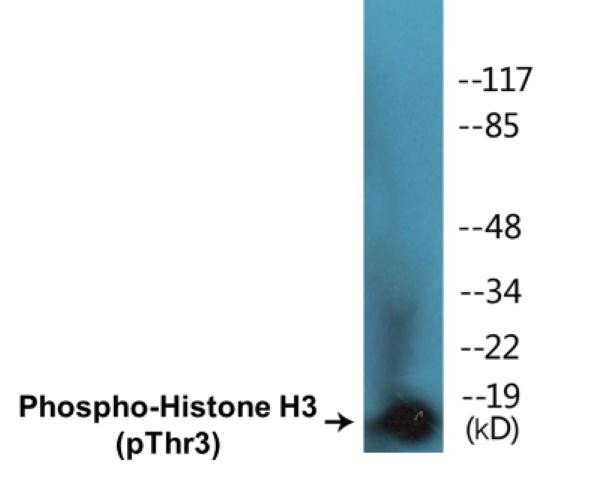 Histone H3 (Phospho-Thr3) Colorimetric Cell-Based ELISA Kit