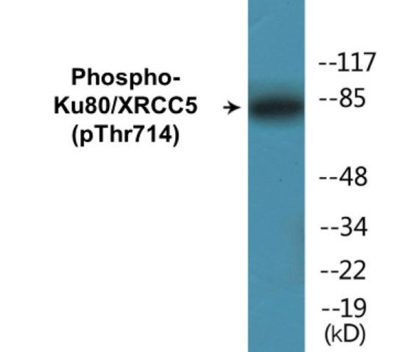 Ku80/XRCC5 (Phospho-Thr714) Colorimetric Cell-Based ELISA Kit