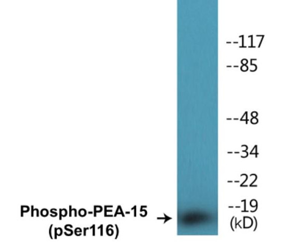 PEA-15 (Phospho-Ser116) Colorimetric Cell-Based ELISA Kit