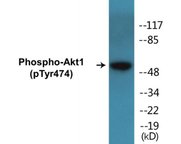 Akt1 (Phospho-Tyr474) Colorimetric Cell-Based ELISA Kit