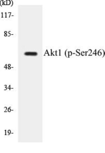 Akt1 (Phospho-Ser246) Colorimetric Cell-Based ELISA Kit