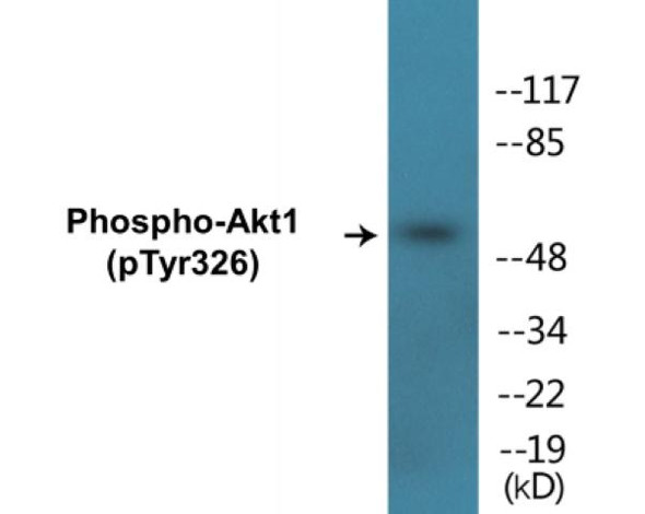 Akt1 (Phospho-Tyr326) Colorimetric Cell-Based ELISA Kit