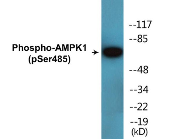 AMPK1 (Phospho-Ser485) Colorimetric Cell-Based ELISA Kit