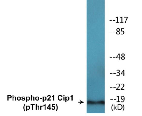 p21 Cip1 (Phospho-Thr145) Colorimetric Cell-Based ELISA Kit