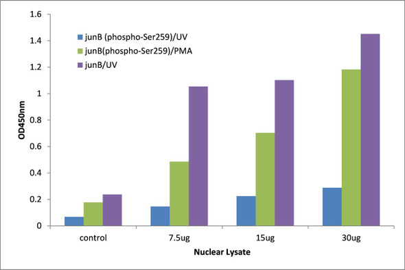 JunB (Phospho-Ser259) Transcription Factor Activity Assay