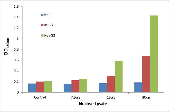 Telomeric Repeat Binding Factor 1 Transcription Factor Activity Assay