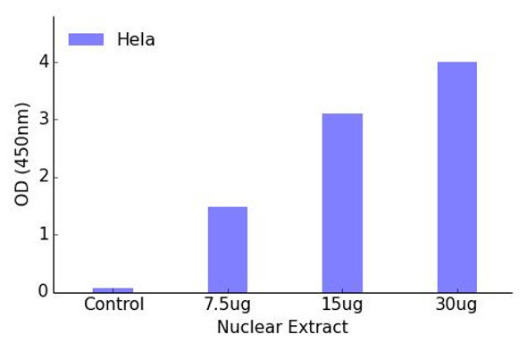 ATF1 Transcription Factor Activity Assay