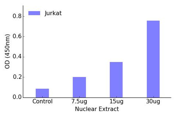 OCT1 Transcription Factor Activity Assay