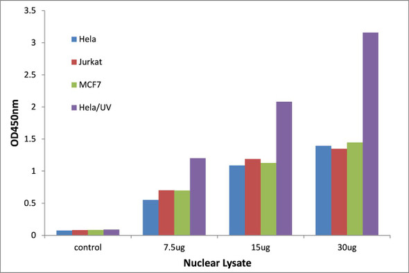 Progesterone Receptor Transcription Factor Activity Assay