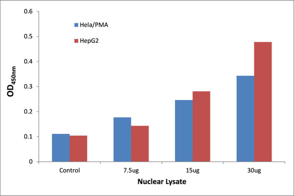 STAT5B Transcription Factor Activity Assay