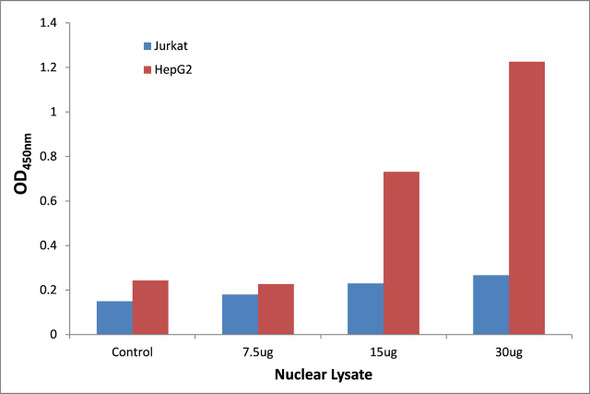 NFYB Transcription Factor Activity Assay