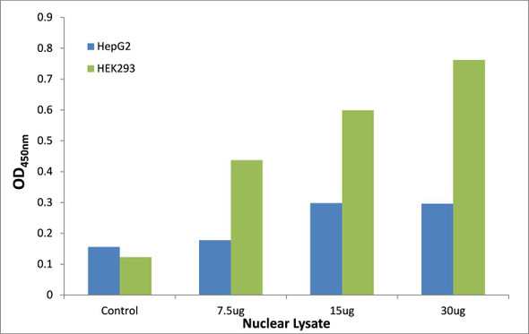 CEBPZ Transcription Factor Activity Assay