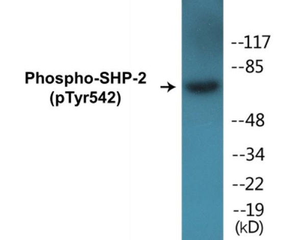 SHP-2 (Phospho-Tyr542) Fluorometric Cell-Based ELISA Kit