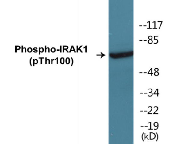 IRAK1 (Phospho-Thr100) Fluorometric Cell-Based ELISA Kit